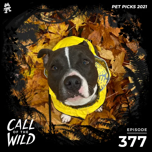 Album art of 377 - Monstercat Call of the Wild (Pet Picks)